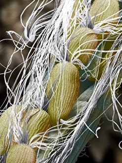 Coloured Scanning Electron Micrograph SEM Drucke: Willow herb seed pod, SEM