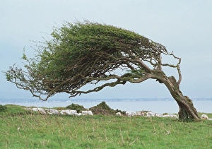 Braungehauchter Baum