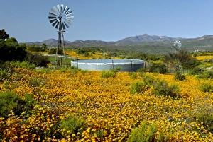 South African Wildflowers Drucke: Wind pump and daisies