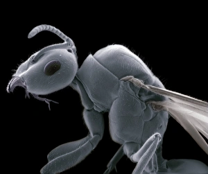 Coloured SEM Images Of Insects Drucke: Winged ant, SEM