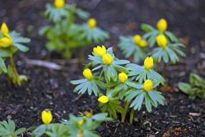 Winter Flowering Plants Drucke: Winter aconite