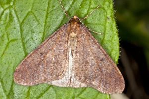 Winterschmetterling