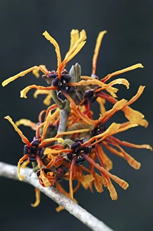 Winter Flowers UK Drucke: Witch-hazel flowers