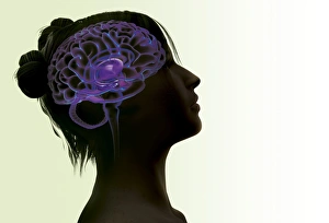 Cerebrum Illustration Drucke: Womans brain, artwork
