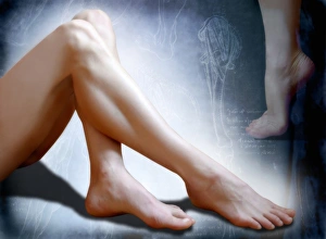 Female Anatomy Drucke: Womans legs