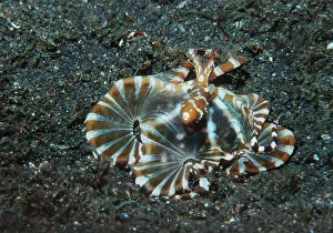Verwandte Bilder Drucke: Wunderpuss Octopus