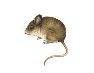 Field Mouse Drucke: Wood mouse, artwork