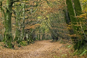 Fagus Sylvatica Photos Drucke: Woodland path