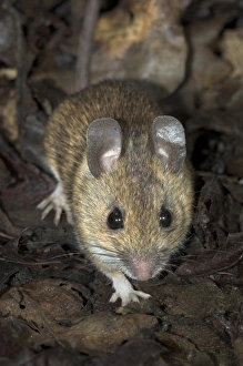 UK Mammals Drucke: Woodmouse