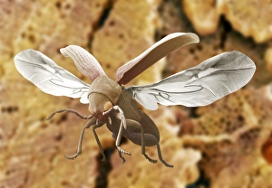 Drucke von Holzwurmkafer (Anobium punctatum) im Flug. Computermanipulierte farbige Rasterelektronenmikroskopaufnahme (SEM). Dieses Insekt, auch als Möbelholzwurm bekannt, ist die Erwachsenenstufe des Holzwurms Bilder Datiert 2004 Dezember: Holzwurm-Käfer im Flug