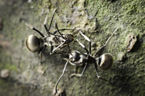Drucke von Arbeiter Ameisen (Polyrhachis illaudata) auf dem Boden. In der Provinz Guangdong, Südchina fotografiert wurden Bilder Datiert 2012 Oktober: Arbeiter Ameisen C014 / 4652