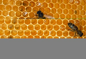 Honey Production Process Drucke: Worker honeybees