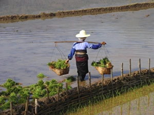 Female Farm Worker Drucke: Worker in a rice field