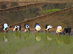 Agricultural Laborers Drucke: Workers planting rice