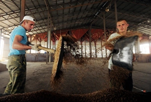 Russian Agriculture Drucke: Workers in a threshing barn