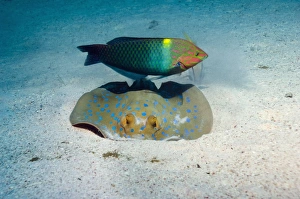 Rasse und Rote Seebeutelfish