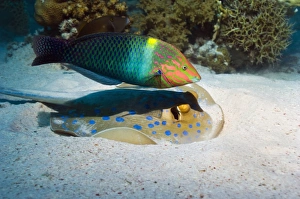 Coral Reef Ecosystem Photos Drucke: Wrasse and ray