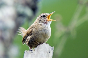 Klingt der Wren