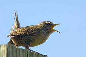 Scottish Birds Drucke: Wren calling