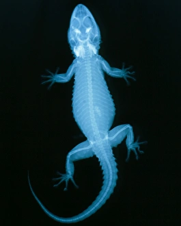 Bilder Datiert 18. Juli 2002: Röntgenbild eines Geckokäfers