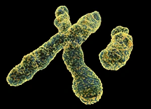 Genetic Information Encoding Drucke: X and Y chromosome