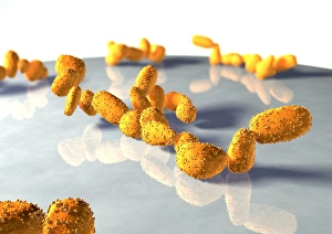Fungi Images Drucke: Yeast cells