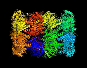 Bilder vom 26. Juni 2006: Zystenase Enzym, molekularer Modell