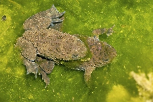 Drucke von Züchtung gelber Bauchfrösche (Bombina variegata). In Griechenland fotografiert Bilder Datiert 2009 Dezember: Gelbbauchfrösche brütten
