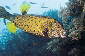 Marine Life Egypt Drucke: Yellow boxfish