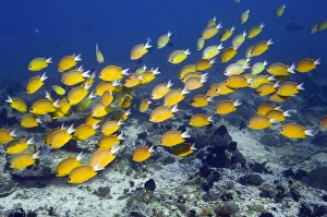 Reef Fish Indonesia Drucke: Yellow chromis on a reef