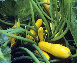 Gelbe Zucchini
