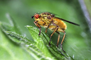 Stinging Nettle Leaf Drucke: Yellow dung fly