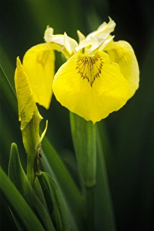 Yellow Flag Iris Drucke: Yellow flag iris flowers (Iris sp. )