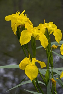 Yellow Flag Iris Drucke: Yellow Flag Iris (Iris pseudacorus)