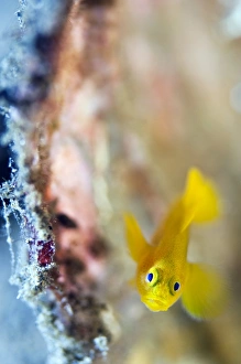Lembeh Strait Fish Drucke: Yellow goby