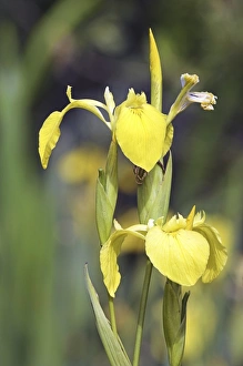 Iris Pseudacorus Drucke: Yellow iris (Iris pseudacorus)