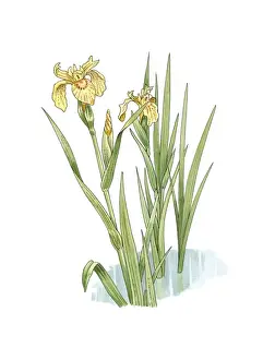 Yellow Iris Flower Drucke: Yellow iris (Iris pseudacorus) artwork C016 / 3330