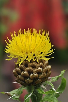 Centaurea Macrocephala Drucke: Yellow Knapweed (Centaurea macrocephala)