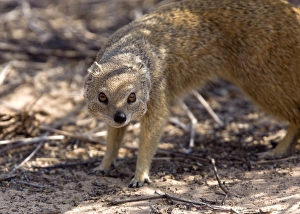 Kalahari Gemsbok National Park Drucke: Yellow mongoose