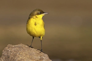Yellow Wagtail Habitat Drucke: Yellow wagtail