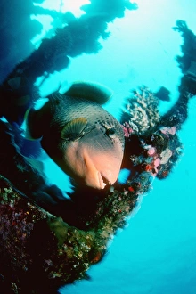 Yellowmargin triggerfish