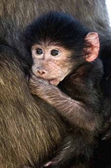 Mammal Photography Africa Drucke: Young Chacma baboon