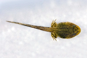 Junges Frosch nach zehn Wochen
