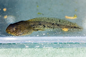 Drucke von Junges Frosch bei acht Wochen. Tadpolle des Gemeinen Frogs (Rana temporaria) in seiner zweiläufigen Entwicklungstufe Bilder Datiert 2009 Januar: Junges Frosch nach acht Wochen