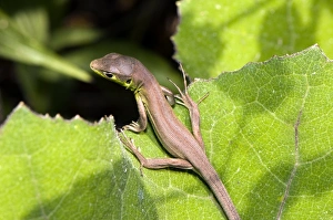 Green Lizard Species Drucke: Young green lizard