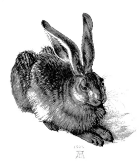 Drucke von Durers junger Hase. Zeichnung des deutschen Künstlers Albrecht Dürer (1471-1528) eines jungen Hasen (1502). Durer trug viel dazu, den Renaissance-Stil der Kunst in nördlicher Europa einzuführen D Drucke: Junges Hirsch von Dürer