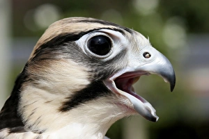 African Bird Species Photos Drucke: Young lanner falcon
