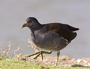 Wetland Birds UK Drucke: Young moorhen