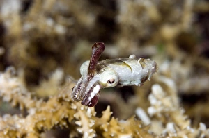 Drucke von Junges Papuanekelbüschling (Sepia papuensis). Kelbüschlings haben oder kontrahierende Pigmentzellen namens Chromatophoren die es ermöglichen ihre Farbe nach ihren Umgebungen anzupassen Bilder Datiert 2007 Mai: Junges Papuasches Schneckenfisch