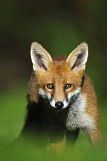 Vulpes Vulpes Juvenile Drucke: Young red fox